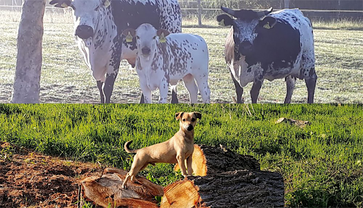 Tierarztpraxis Dr. med. vet. Brand - Praxis für Groß- und Kleintiere unter Oberuckersee, Brandenburg