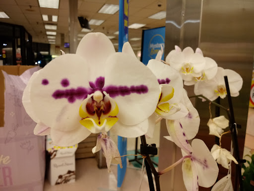 Grocery Store «Winn-Dixie», reviews and photos, 802 US-27, Avon Park, FL 33825, USA