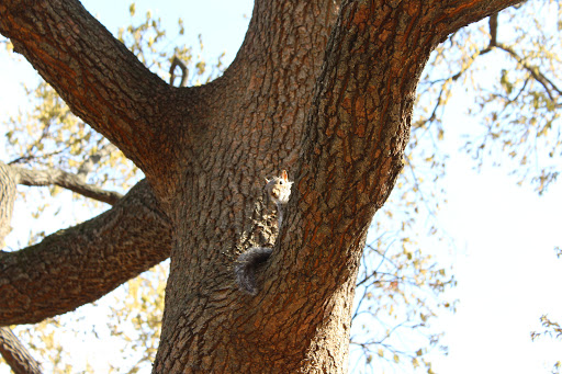 Park «Lafayette Square», reviews and photos, Pennsylvania Ave NW & 16th Street Northwest, Washington, DC 20001, USA