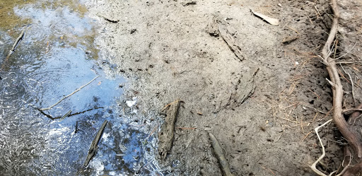 Aquarium «UGA Marine Education Center and Aquarium», reviews and photos, 30 Ocean Science Cir, Savannah, GA 31411, USA