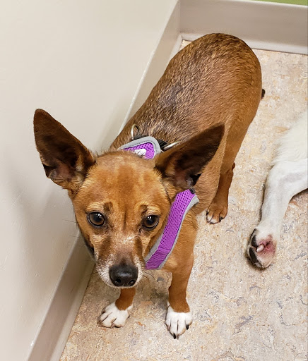 Adobe Animal Hospital image
