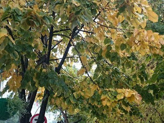 Emirbeyazit Mahallesi Muhtarliği