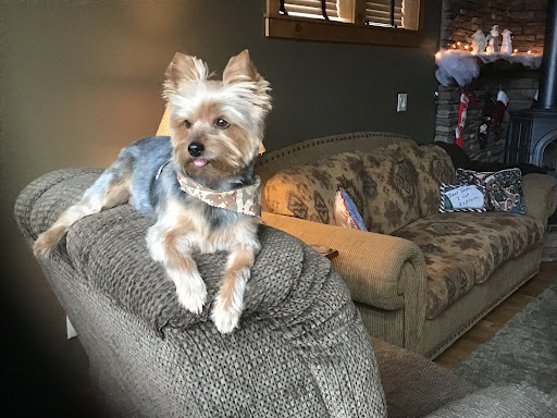 Bark Avenue Pet Grooming of Redmond