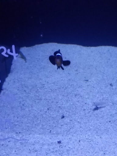 Tropical Fish Store «Hydra Aquatics International, Inc.», reviews and photos, 1300 Stirling Rd #7a, Dania Beach, FL 33004, USA