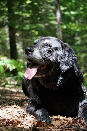 Bracebridge Animal Hospital image