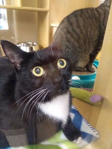 Pet Supply Store «PetSmart», reviews and photos, 156 Old Little Britain Rd, Newburgh, NY 12550, USA