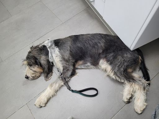Clínica Veterinaria Lliria en Llíria