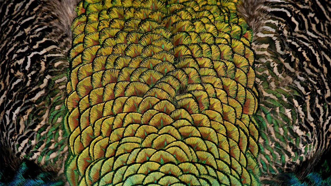 Wild Bird Center of the Villages