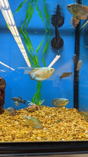 Pet Supply Store «Petco Animal Supplies», reviews and photos, 1624 Governors Square Blvd, Tallahassee, FL 32301, USA