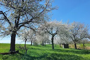 Kirschblütenweg image