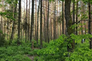 Upper Liswarta Forests Landscape Park image