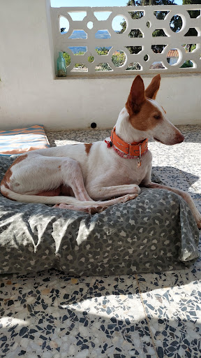 Clínica Veterinaria Hiroc en Ontinyent