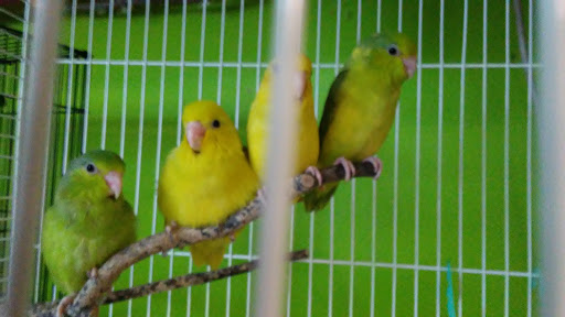 Pet Store «World Wide Pets», reviews and photos, 1307 Fayetteville Rd, Van Buren, AR 72956, USA