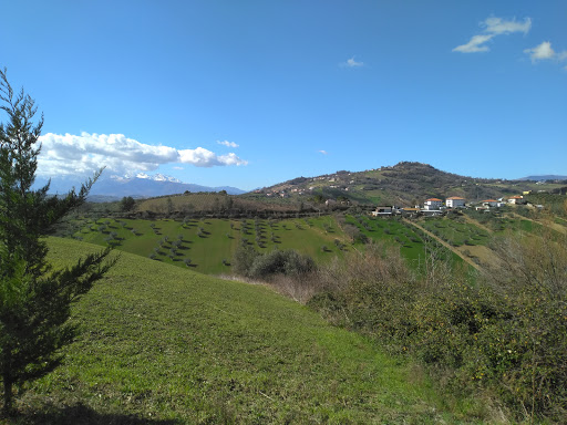 Pensioni per cani e dog hotel a Asilo albergo per cani Albani Maria