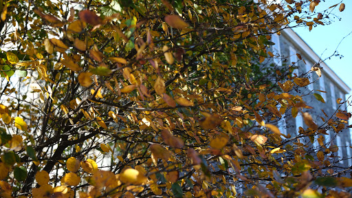 History Museum «SLATER MILL-Historic Site», reviews and photos, 67 Roosevelt Ave, Pawtucket, RI 02860, USA