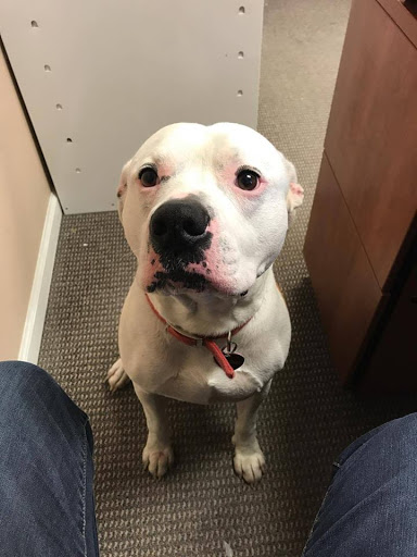 Auto Body Shop «Paintman Auto Body», reviews and photos, 4000 W 10th St, Indianapolis, IN 46222, USA