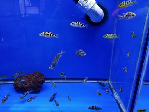 Aquarium «Aquatica», reviews and photos, 800 Clanton Rd H, Charlotte, NC 28117, USA