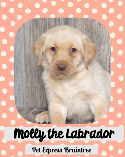 Pet Store «Pet Express», reviews and photos, 250 Granite St, Braintree, MA 02184, USA