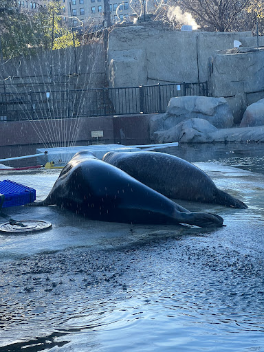 Zoo «Kovler Sea Lion Pool», reviews and photos, 2001 N Clark St, Chicago, IL 60614, USA