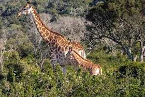 Kariega Game Reserve Eastern Cape image