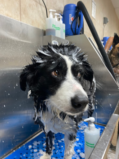 Pet Supply Store «Pet Supplies Plus», reviews and photos, 1704 Greenville Ave, Dallas, TX 75206, USA