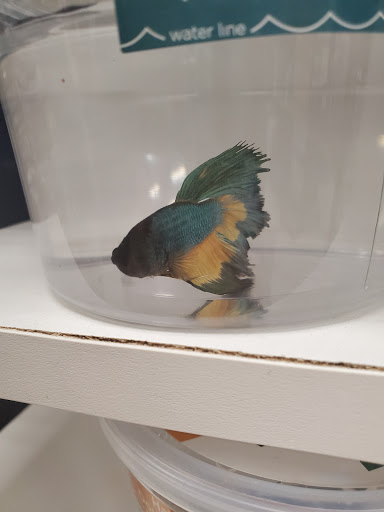 Pet Supply Store «Petco», reviews and photos, 3735 E Castro Valley Blvd, Castro Valley, CA 94552, USA