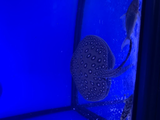 Pet Store «Pet Junction», reviews and photos, 146 NH-108, Dover, NH 03820, USA