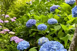 Shinonome no Sato Hydrangea Garden image