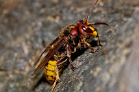 Ocal Pest Control - Photo 4 - Car repair in Banning, CA, Moreno Valley