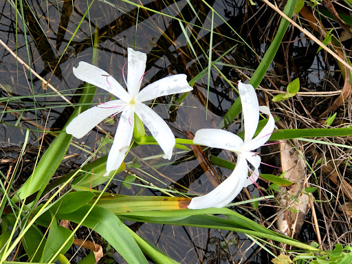 Nature Preserve «Snake Warrior Island Natural Area», reviews and photos, 3600 SW 62nd Ave, Miramar, FL 33023, USA