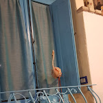 Photo n°4 de l'avis de Carla. fait le 08/07/2019 à 10:55 sur le  Ristorante a Galaia à Carloforte