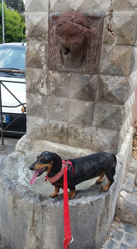 Ordine Veterinari Provincia di Roma