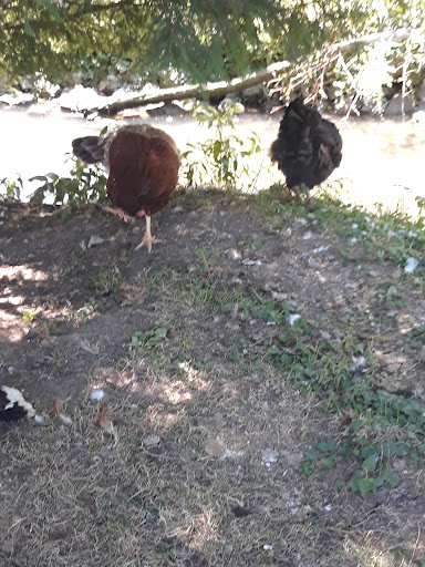 Wildlife Refuge «Big Run Wolf Ranch», reviews and photos, 14857 N Farrell Rd, Lockport, IL 60441, USA