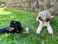 Zen Paws - Photo 8 - Car repair in Lexington, MA, Cambridge