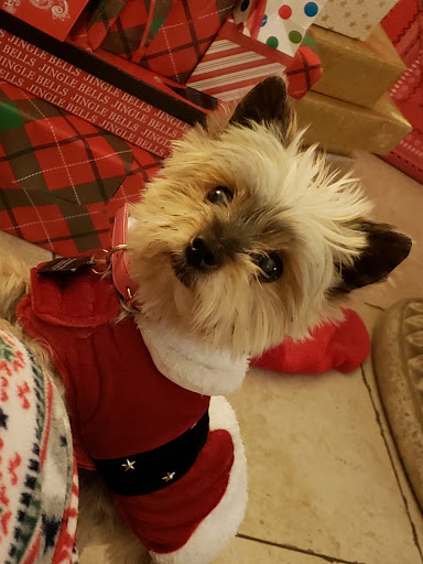 Pet Store «La Bone Pet Spa», reviews and photos, 8739 Stirling Rd, Cooper City, FL 33328, USA