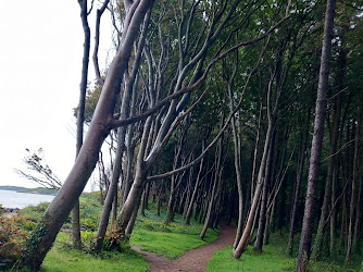 Courtown Woods