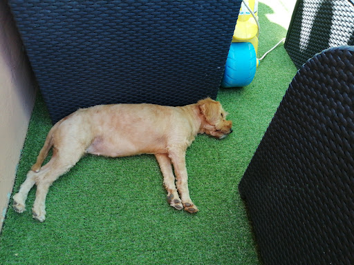 Centro Veterinario Esperanto en Málaga