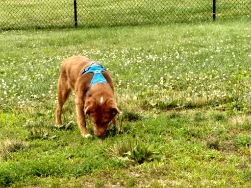 Dog Park «Worthington Off Leash Dog Park», reviews and photos, 8170 Hillsborough Rd, Ellicott City, MD 21043, USA