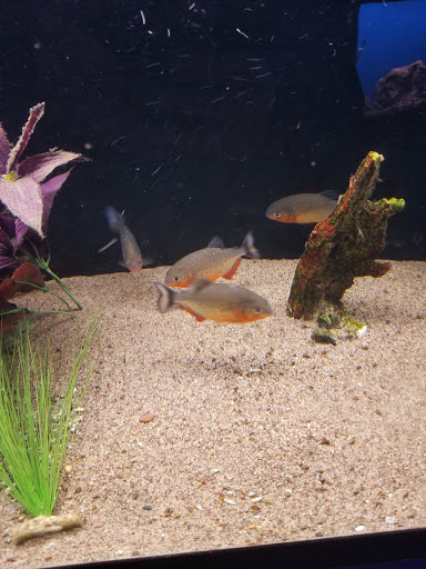 Tropical Fish Store «Tropi-Quatics Pet Center», reviews and photos, 337 S Main St, Lombard, IL 60148, USA