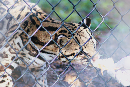 Tourist Attraction «Panther Ridge Conservation Center», reviews and photos, 14755 Palm Beach Point Blvd, Wellington, FL 33414, USA