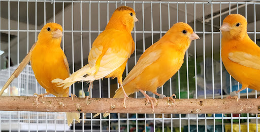 Pet Store «Louis Birds Pets & Supplies», reviews and photos, 80 Keyes St, San Jose, CA 95122, USA