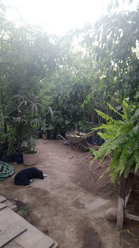 Opiniones de vivero Los Ficus de Establo en Puente Piedra - Centro de jardinería