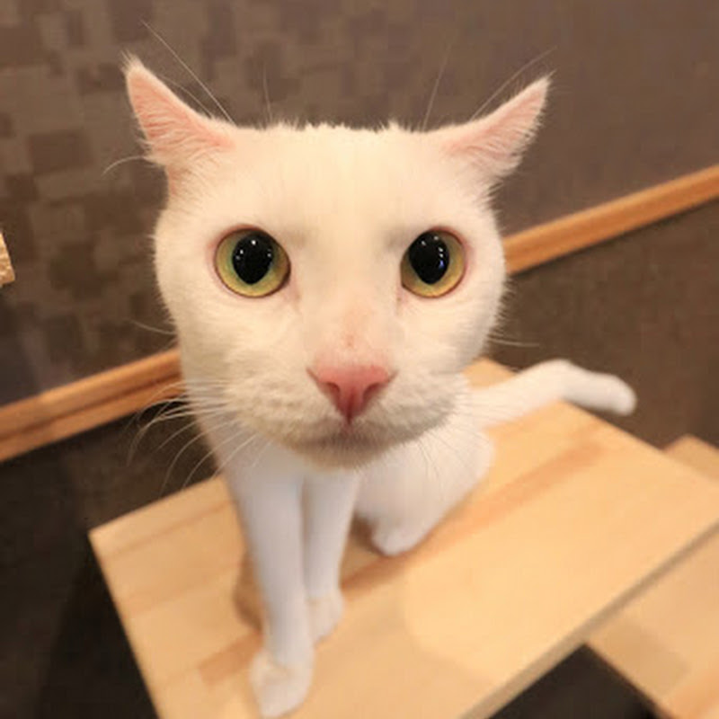 [新しいコレクション] 猫カフェ 秋田 270077-猫カフェ 秋田 太平