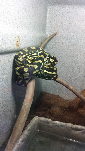 Pet Store «CUSTOM CREATURES PET SHOP», reviews and photos, 10727 N 19th Ave, Phoenix, AZ 85029, USA