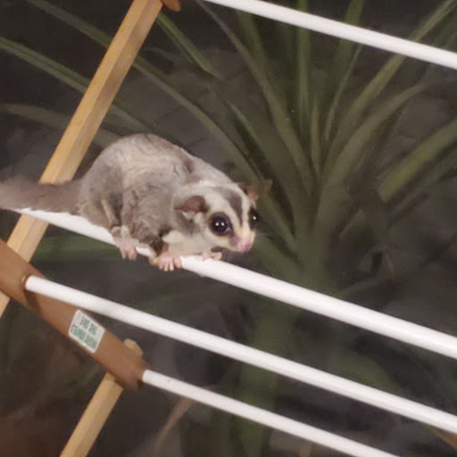 Pet Store «A Family Pet Center», reviews and photos, 6230 N Lockwood Ridge Rd, Sarasota, FL 34243, USA