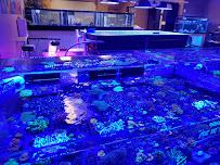 Reefkoi Corals LLC - Photo 6 - Car repair in Colorado Springs, CO, Colorado Springs