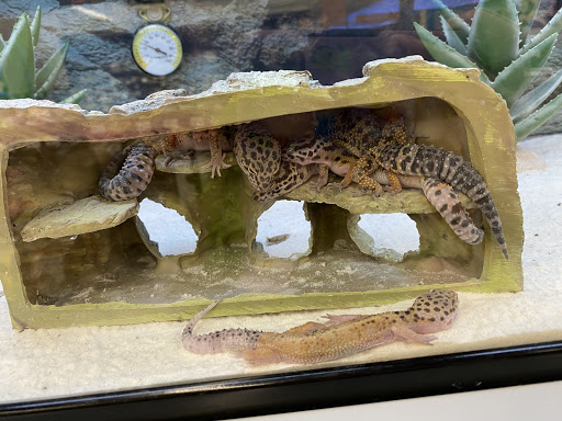 Pet Supply Store «Petco Animal Supplies», reviews and photos, 11147 Park Blvd N, Seminole, FL 33772, USA