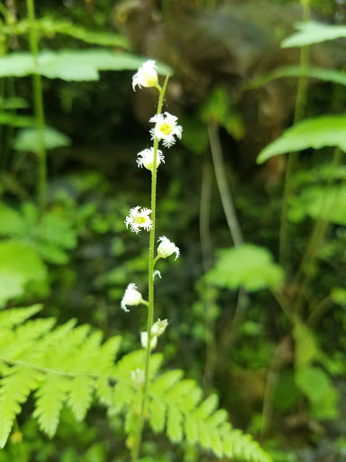 Private Golf Course «East Aurora Country Club», reviews and photos, 300 Girdle Rd, East Aurora, NY 14052, USA