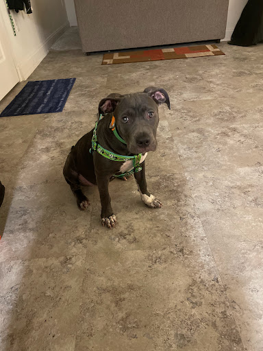 Pet Store «Reigning Cats & Dogs», reviews and photos, 219 E Davis St, Culpeper, VA 22701, USA