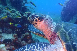 APAPA OF DIVING LO MARTINIQUE image